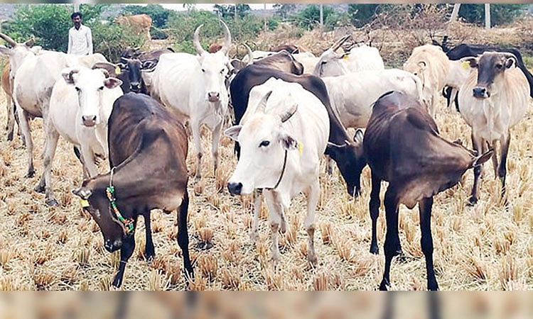ಬೈಂದೂರಿನಲ್ಲಿ ತೆರೆಯಲಿದೆ ಜಾನುವಾರು ತಳಿ ಸಂರಕ್ಷಣೆ ಕೇಂದ್ರ - 25 ಎಕರೆ ಜಾಗ ಮೀಸಲು