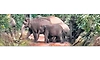 ತಿತಿಮತಿ: 21ಕ್ಕೂ ಹೆಚ್ಚು ಕಾಡಾನೆಗಳು ಮರಳಿ ಅರಣ್ಯಕ್ಕೆ
