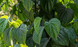 Betel Leaves: ಹಸುರು ಎಲೆಯಲ್ಲಿ ಅಡಗಿದೆ ಅಪಾರ ಲಾಭದ ನಿಧಿ