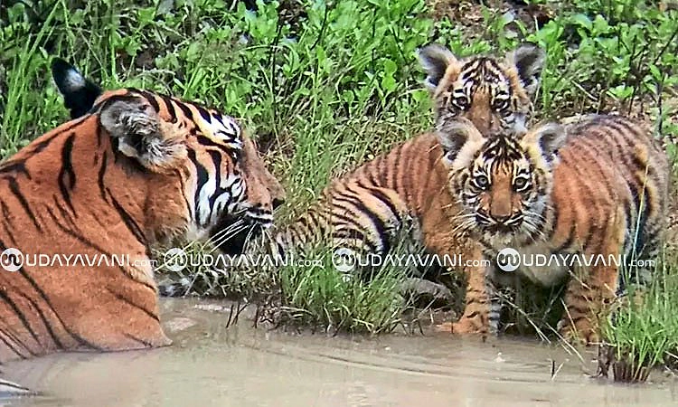 Bandipur: ಕೆರೆಯಲ್ಲಿ ಎರಡು ಮರಿಗಳೊಂದಿಗೆ ರಿಲ್ಯಾಕ್ಸ್ ಮೂಡ್ ನಲ್ಲಿ ನೀರು ಕುಡಿದ ಹುಲಿ