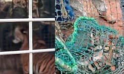 Tiger; ಹುಣಸೂರು: ತಾಯಿ ಮಡಿಲು ಸೇರಿದ ಹುಲಿ ಮರಿಗಳು