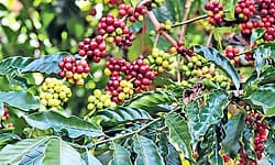Kannada Rajyotsava: ಜಿಐ ಟ್ಯಾಗ್‌ ಪಡೆದ ಕರ್ನಾಟಕದ ಕಾಫಿ ವೈಶಿಷ್ಟ್ಯಗಳು 