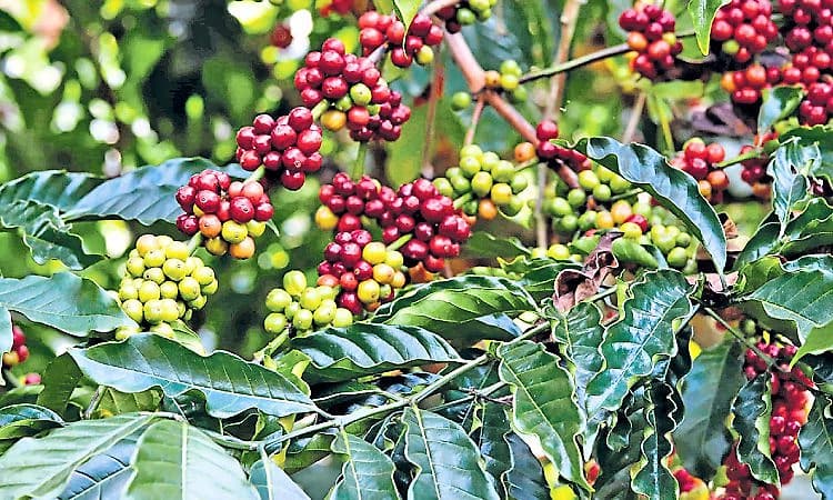 Kannada Rajyotsava: ಜಿಐ ಟ್ಯಾಗ್‌ ಪಡೆದ ಕರ್ನಾಟಕದ ಕಾಫಿ ವೈಶಿಷ್ಟ್ಯಗಳು 