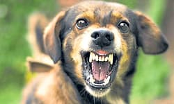 Kasaragod: ಸ್ಥಳೀಯಾಡಳಿತ ಸಂಸ್ಥೆಗಳಿಗೆ ಜ್ಞಾಪನ ನೋಟಿಸ್‌