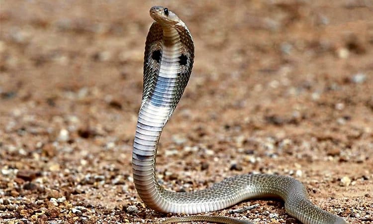 3 ಕೋಟಿ ವಿಮೆ ಹಣಕ್ಕಾಗಿ ನಿದ್ರೆಯಲ್ಲಿದ್ದ ತಂದೆಗೆ ಹಾವಿನಿಂದ ಕಚ್ಚಿಸಿ ಕೊಂ*ದ ಪುತ್ರರು