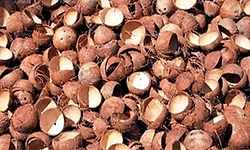 ಅಮ್ಮಾ ಚಿಪ್ಪು ಉಂಟಾ, ಅಕ್ಕಾ ಗೆರಟೆ ಉಂಟಾ? ಒಮ್ಮಿಂದೊಮ್ಮೆಗೇ ಬೇಡಿಕೆ ಕುದುರಿಸಿಕೊಂಡ ಗೆರಟೆ