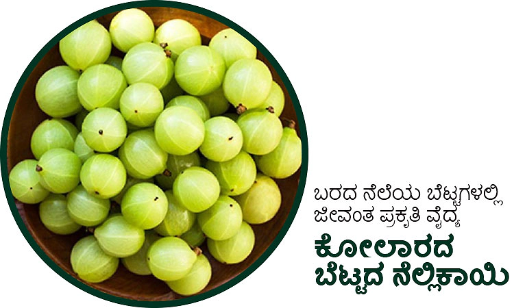 Gooseberry: ಬರದ ನೆಲೆಯ ಬೆಟ್ಟಗಳಲ್ಲಿ ಜೀವಂತ ಪ್ರಕೃತಿ ವೈದ್ಯ; ಕೋಲಾರದ ಬೆಟ್ಟದ ನೆಲ್ಲಿಕಾಯಿ