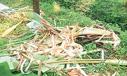 ಶಿಬಾಜೆ, ದಿಡುಪೆ: ತೋಟಗಳಿಗೆ ಕಾಡಾನೆ ದಾಳಿ; ಕೃಷಿ ಹಾನಿ