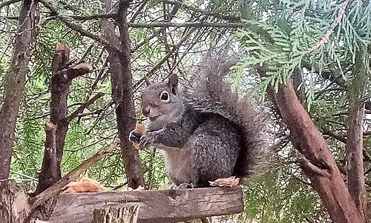 Squirrel: ಅಪರಿಮಿತ ಸಂತೋಷ ಜೀವಿ "ಚಿಕೋ'