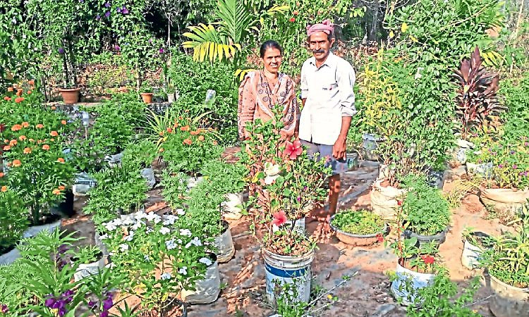 Mangaluru; ಈ ಮನೆಯ ಹಿತ್ತಿಲು ಸುಂದರ ತರಕಾರಿ, ಹೂದೋಟ!