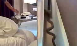 Video: ಬೆಳ್ಳಂಬೆಳಗ್ಗೆ ದಂಪತಿಗಳಿದ್ದ ರೂಮಿಗೆ ಎಂಟ್ರಿ ಕೊಟ್ಟು ಮೈಮೇಲೆ ಹರಿದಾಡಿದ ನಾಗರ ಹಾವು!