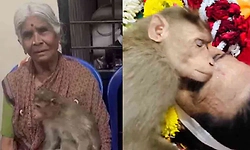 ತುತ್ತು ನೀಡಿದ ವೃದ್ಧೆ ಸಾವಿಗೆ ಕಣ್ಣೀರಾದ ಮಂಗ! 