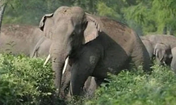 ಸಕಲೇಶಪುರದಲ್ಲಿ ಆನೆ ದಾಳಿ: ಇಟಿಎಫ್ ಸಿಬ್ಬಂದಿ ಬೈಕ್ ಜಖಂ