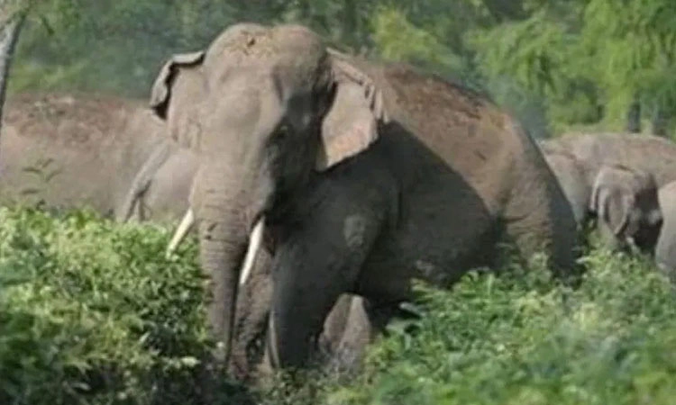 ಸಕಲೇಶಪುರದಲ್ಲಿ ಆನೆ ದಾಳಿ: ಇಟಿಎಫ್ ಸಿಬ್ಬಂದಿ ಬೈಕ್ ಜಖಂ