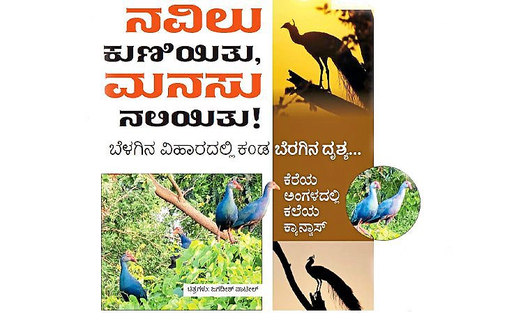 Sapthahika Sampada: ನವಿಲು ಕುಣಿಯಿತು, ಮನಸು ನಲಿಯಿತು! 