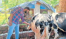 ಕಾಂಞಂಗಾಡ್‌ ಸಂಚಾರಿ ಪಶು ಚಿಕಿತ್ಸಾಲಯಕ್ಕೆ ವರ್ಷ