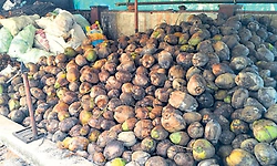 Padubidri: ಅಧಿಕ ಬೆಳೆ; ಅರ್ಧಕ್ಕರ್ಧ ಇಳಿದ ಬೆಲೆ