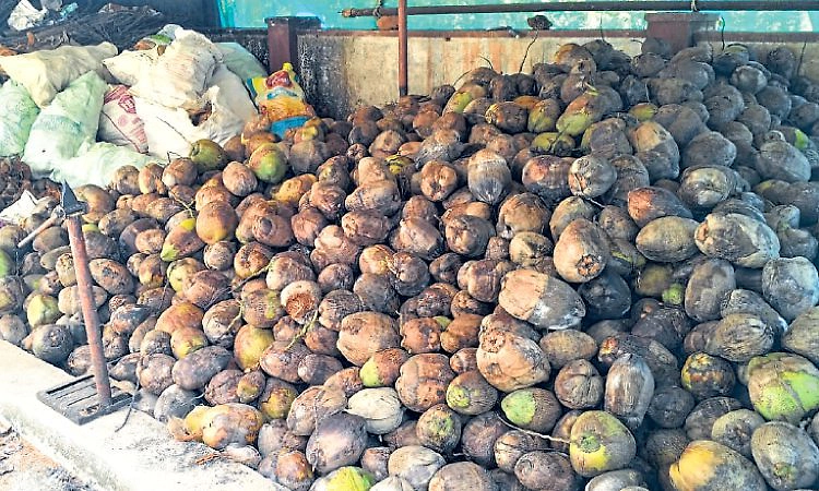 Padubidri: ಅಧಿಕ ಬೆಳೆ; ಅರ್ಧಕ್ಕರ್ಧ ಇಳಿದ ಬೆಲೆ