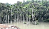 Arecanut plantations submerged as highway work triggers flooding in Mangaluru village