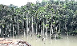 Arecanut plantations submerged as highway work triggers flooding in Mangaluru village