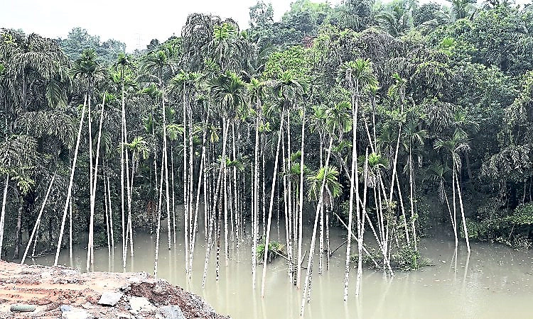 Arecanut plantations submerged as highway work triggers flooding in Mangaluru village