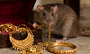 K'taka: Rat caught on CCTV 'stealing' gold ornaments from Tumakuru jewellery shop   