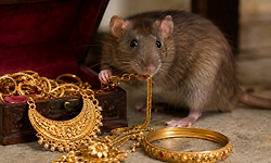 K'taka: Rat caught on CCTV 'stealing' gold ornaments from Tumakuru jewellery shop   
