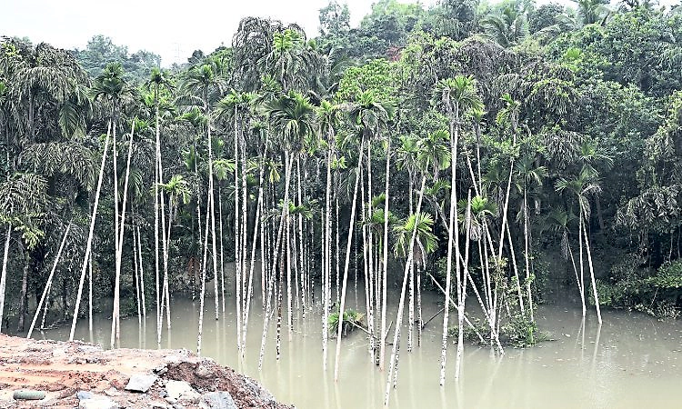 Mangaluru: ನೀರಲ್ಲಿ ಮುಳುಗಿದ ತೋಟ, ಗದ್ದೆಗಳು