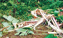 Belthangady: Wild elephants destroy crops in Bandaru, Mundaje