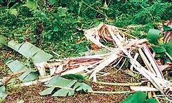 ಬೆಳ್ತಂಗಡಿ: ಬಂದಾರು, ಮುಂಡಾಜೆಯಲ್ಲಿ ಕಾಡಾನೆಗಳ ಅಟ್ಟಹಾಸ: ವ್ಯಾಪಕ ಕೃಷಿ ನಾಶ