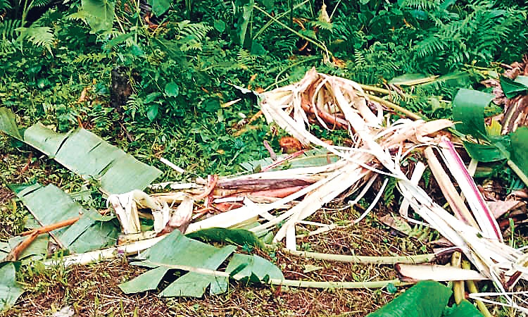 ಬೆಳ್ತಂಗಡಿ: ಬಂದಾರು, ಮುಂಡಾಜೆಯಲ್ಲಿ ಕಾಡಾನೆಗಳ ಅಟ್ಟಹಾಸ: ವ್ಯಾಪಕ ಕೃಷಿ ನಾಶ