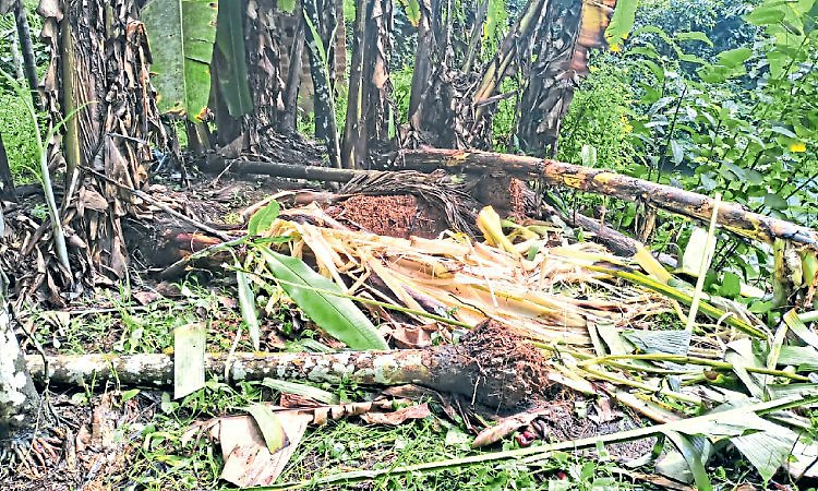 ಆನೆಗಳ ಸಂಖ್ಯೆ ಹೆಚ್ಚಳ; ಕಾರ್ಯಪಡೆಗೆ ಸಿಬ್ಬಂದಿ ಕೊರತೆ!