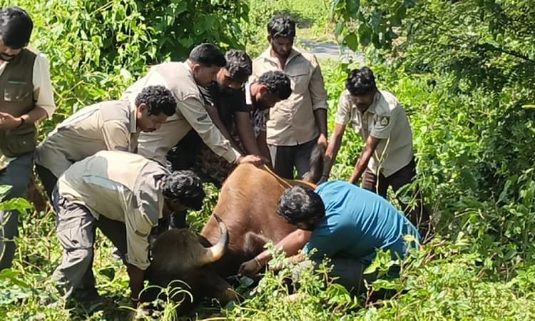 Female Indian gaur dies during relocation at Bannerghatta Park