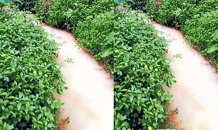 ಫ್ಯಾಕ್ಟರಿಯ ತ್ಯಾಜ್ಯ ನೀರು ಸಾರ್ವಜನಿಕ ತೋಡಿಗೆ