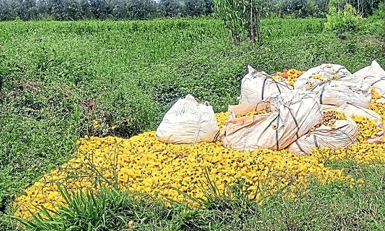 Devanahalli: ಸೇವಂತಿ ಬೆಲೆ ಕುಸಿತ, ಸಂಕಷ್ಟದಲ್ಲಿ ಬೆಳೆಗಾರರು