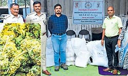 Kodagibail: 3 ವರ್ಷದಲ್ಲಿ 1.35 ಕೋಟಿ ಮೌಲ್ಯದ ಗಾಂಜಾ ವಶ!