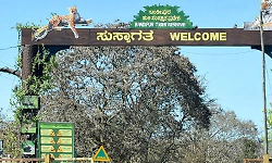 Kerala CM's move to revisit Bandipur night traffic ban draws opposition