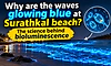 Why are the waves glowing blue at Surathkal beach? The science behind bioluminescence