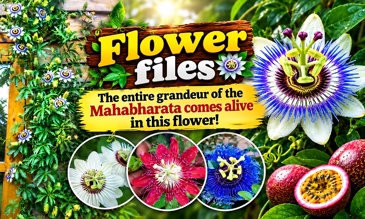 The grandeur of the entire Mahabharata shines in this flower!