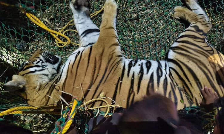 ಚಾಮರಾಜನಗರ: ಗಂಡು ಹುಲಿ ಸೆರೆ; ಆನೆಗಳ ಮೂಲಕ ಕಾರ್ಯಾಚರಣೆ