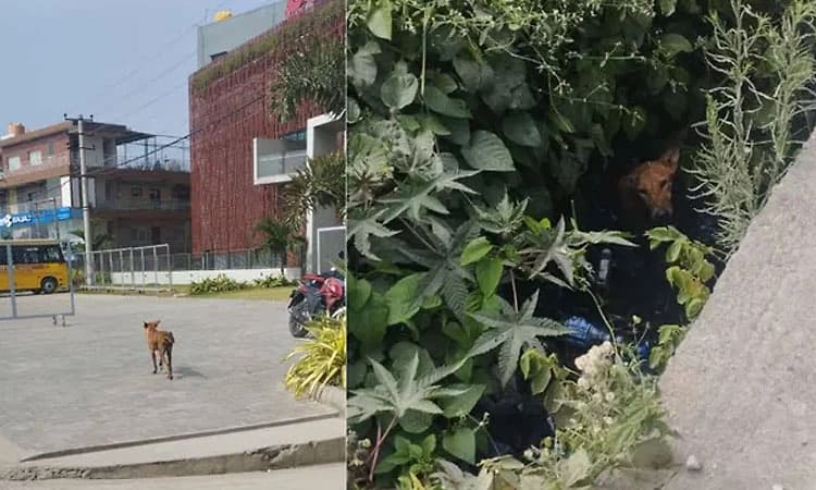 ಒಂದು ಗಂಟೆಯಲ್ಲಿ 24 ಮಂದಿಗೆ ಕಚ್ಚಿದ ಹುಚ್ಚುನಾಯಿ! 