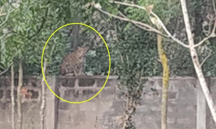 Gundlupete: ಶಾಲಾ ಕಾಂಪೌಂಡ್ ಮೇಲೆ ಮರಿಗಳೊಂದಿಗೆ ಕುಳಿತ ಚಿರತೆ; ಸ್ಥಳೀಯರಲ್ಲಿ ಆತಂಕ