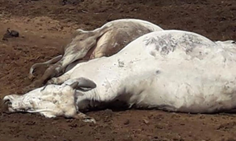 Karkala: ಮಿಯ್ಯಾರಿನಲ್ಲಿ ಬಾವಿಗೆ ಬಿದ್ದು ಎರಡು ಹಸುಗಳು ಸಾವು