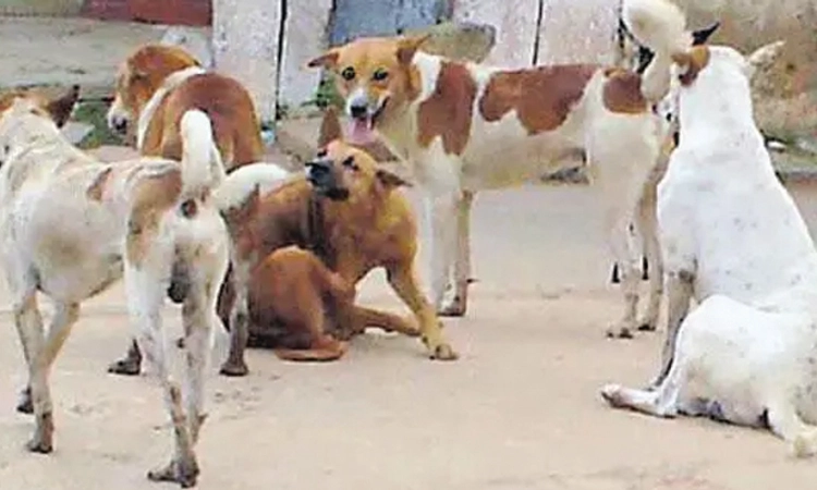 Udupi: ಬೀದಿ ನಾಯಿ ಕಚ್ಚಿದರೆ ಸ್ಥಳೀಯ ಸಂಸ್ಥೆಗಳು ಹೊಣೆ