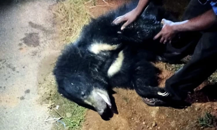 Koratagere: ರಸ್ತೆ ದಾಟುವಾಗ ಅಪಘಾತದಲ್ಲಿ ಕರಡಿ ಸಾವು