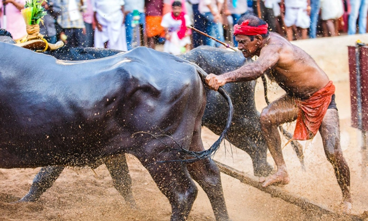 Kambala: ಈ ತಂತ್ರಜ್ಞಾನದ ಬಳಕೆಯಿಂದ 24 ಗಂಟೆಯ ಕಂಬಳ ನಡೆಯುವುದು ಖಂಡಿತ