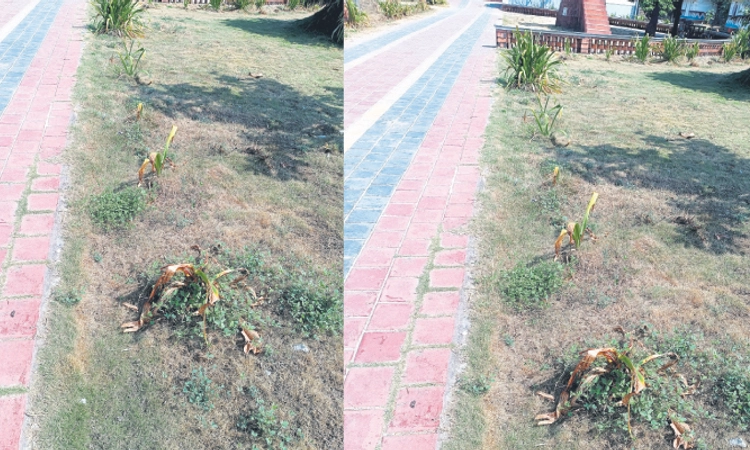 Malpe: ನಿರ್ವಹಣೆ ಇಲ್ಲದೆ ಕಮರಿದ ಮಲ್ಪೆ ಸೀವಾಕ್‌ ಉದ್ಯಾನ