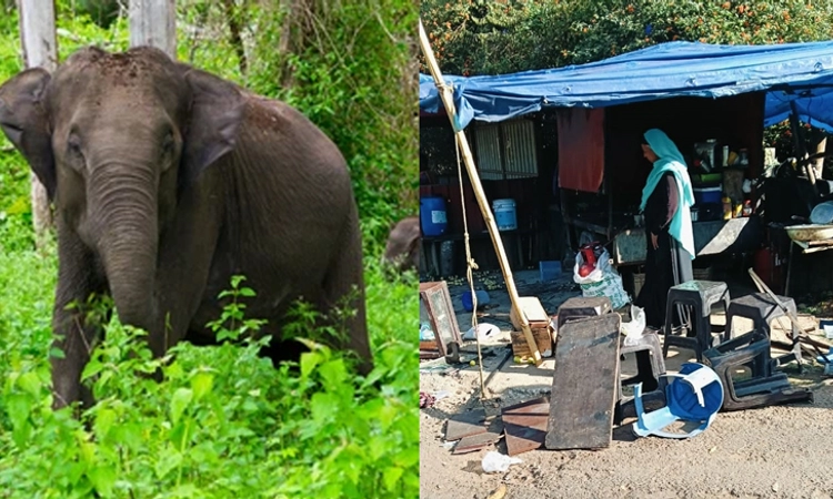 Madikeri: ಬೆಳ್ಳಂಬೆಳಗ್ಗೆ ಕ್ಯಾಂಟೀನ್ ಮೇಲೆ ಕಾಡಾನೆ ದಾಳಿ… ಪಾರಾದ ದಂಪತಿ