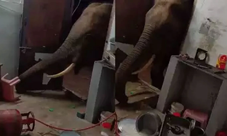 Coimbatore;ಕಾರ್ಮಿಕರ ಮನೆಗೆ ನುಗ್ಗಿ ಅಕ್ಕಿ ತಿಂದ ಆನೆ!: ವೈರಲ್‌ ವೀಡಿಯೋ