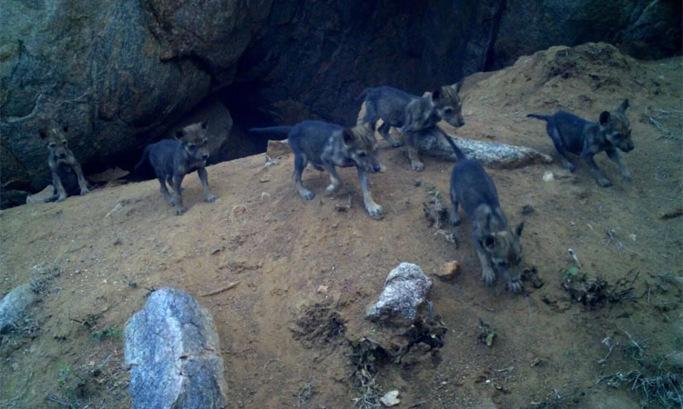 Koppal: ಬಂಕಾಪುರದಲ್ಲಿ 8 ಮರಿಗೆ ಜನ್ಮ ಕೊಟ್ಟ ತೋಳ!